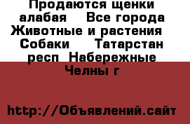 Продаются щенки алабая  - Все города Животные и растения » Собаки   . Татарстан респ.,Набережные Челны г.